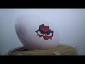 Opening To The Angry Birds Movie 2016 UK DVD