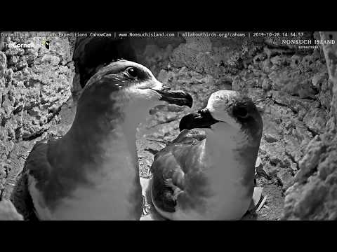 Bermuda Cahow Pair Spends Afternoon Together – Oct. 28, 2019