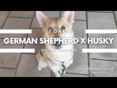 Victoria Dog Obedience Training video.