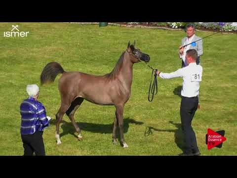 N.81 RASHEEDA AL SHAHANIA - Strohen 2018 B Int