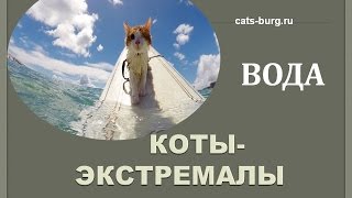 КОТ.ВОДА.ЭКСТРИМ/Cat.Water.Extreme.Complation