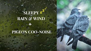 Sleep in the WIND and RAIN with Coo sound of Pigeon bird for 2 hours | For Insomnia| Relax naturally