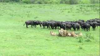 Buffalo's vs Lions at Ngorongoro crater Tanzania January 2013