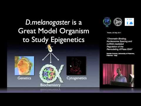 D. Corona - Chromatin Binding, Nucleosome Spacing and ncRNA-mediated Regulation