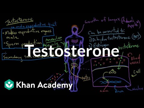 Testosterone | Reproductive system physiology | NCLEX-RN | Khan Academy