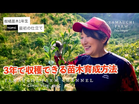 オレンジの木はどのくらいの温度に耐えることができますか?凍っていますか？冬に凍ってしまった場合の復活方法は？  庭園