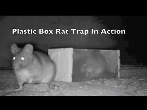 Huge Wood Rat Caught in Plastic Live Catch Box Trap. Rat Trap In Action Video
