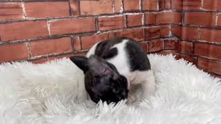 フレンチブルドッグの動画01
