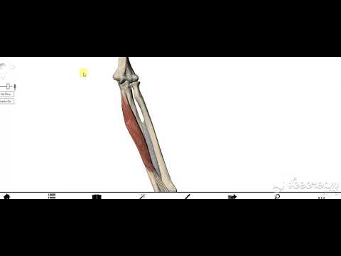 Flexor digitorum profundus 6