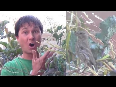 YouTube video about: How to keep birds out of plants?