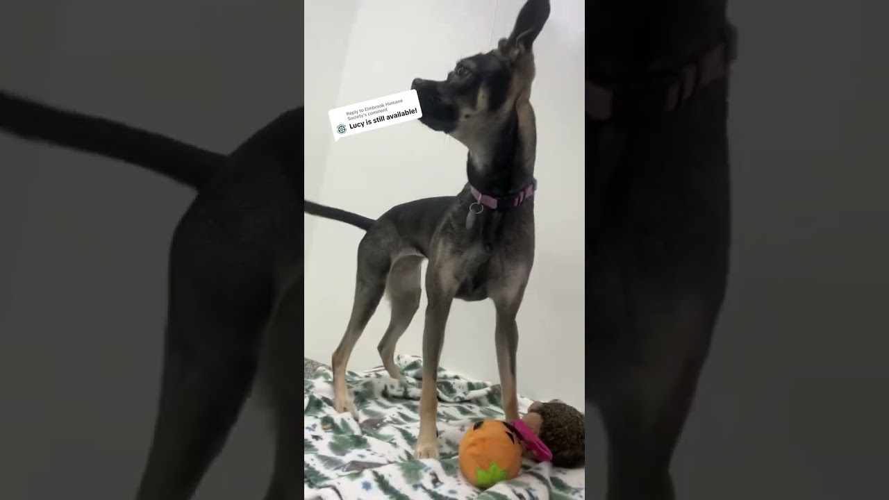 Enlarge Lucy, a Adoptable mixed breed in Brookfield, WI video 6/6