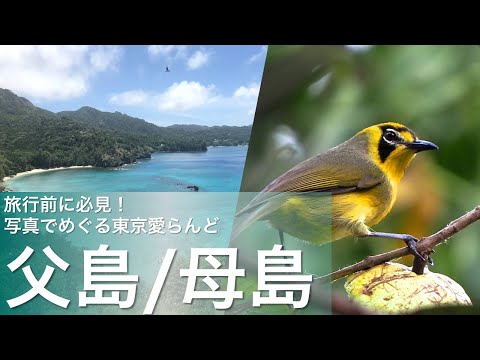 旅行前に必見！写真でめぐる東京愛らんど（小笠原諸島・父島/母島編）