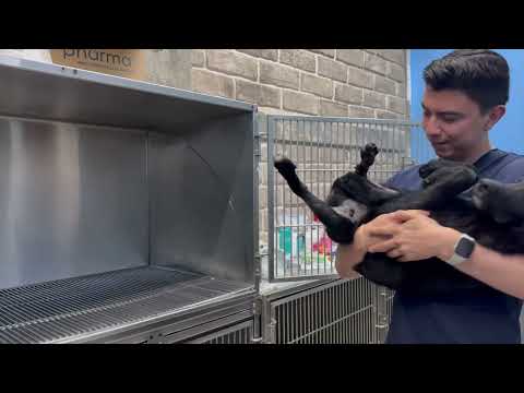 18 Diego Roque Aguayo (Mexico): Small Animal Experience Back Home in Mexico