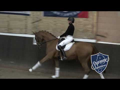 'Dash Of Class' 2018 Gelding by Don Martillo