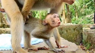OMG.,It looked so harder and heavy, why big monkey keep teaching on smallest one? okay Dawn?