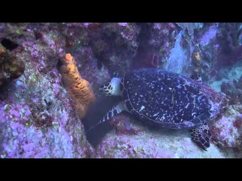 download lagu mp3 mp4 Reserve Cousteau Guadeloupe Plongee, download lagu Reserve Cousteau Guadeloupe Plongee gratis, unduh video klip Reserve Cousteau Guadeloupe Plongee