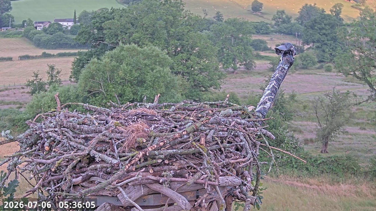 Live webcam view of Nido de Águila Pescadora, Valle de Usk