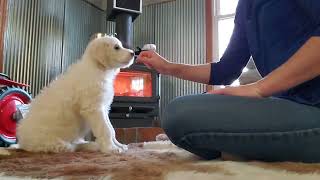 Video preview image #1 Bernedoodle Puppy For Sale in HIGGINSVILLE, MO, USA