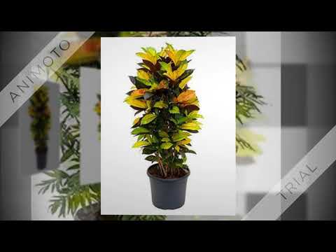 Zimmerpalme - Vergleiche, Tipps uvm.