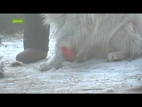 Житель Абакана из обреза расстрелял собаку соседа, укусившую его сына
