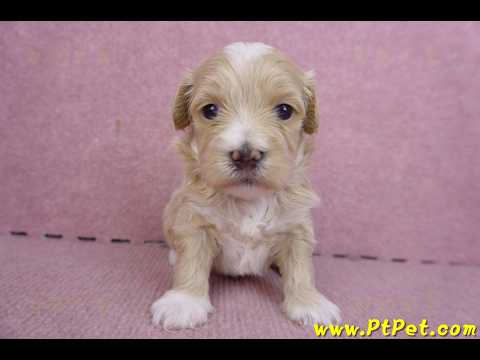 01/30馬爾泰迪公幼犬3號