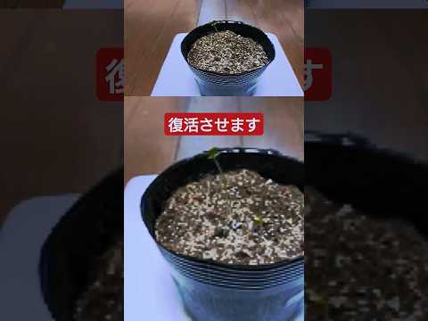 ブロッコリー 植物