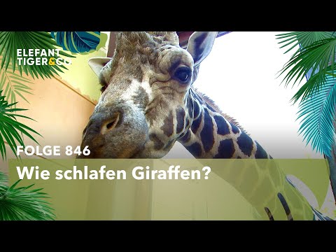 Raus aus den Federn... (Folge 846) | Elefant, Tiger & Co. | MDR