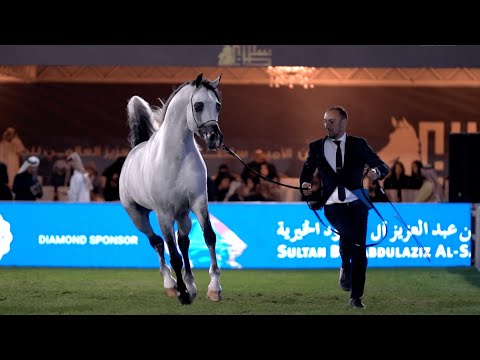 PSAIAHF 2023 - Day 2, Colt & Stallion classes