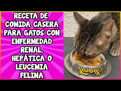 , title : 'Comida Casera Para Gatos Con Problemas Renales, Hepáticos y Leucemia Felina - SiamCatChannel'