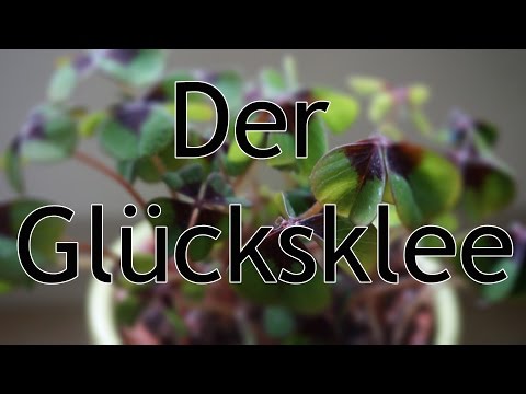 , title : 'Glücksklee: Glücksbringer und Zimmerpflanze'