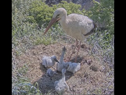 Traģiski tiek samazināts stārķēnu skaits    Baltie stārķi Ciconia ciconia Tukuma novadā