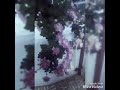 SIGARAM THODU Pidikuthae Thirumba Thirumba Unnai Love ROMANTIC Song Watsapp Status