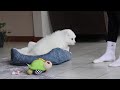 Samoyed dogs for sale: Fern - Video 1