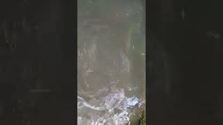 preview picture of video 'Mancing bawal  d kolam kecil  3kg'