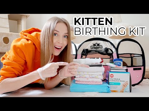 HOW TO PREPARE FOR CAT BIRTH: A Home Birthing Kit To Help Deliver Kittens Safely