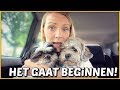 WOEZEL EN PiP WEGBRENGEN EN DAN ... ? | Bellinga Familie Vloggers #1423