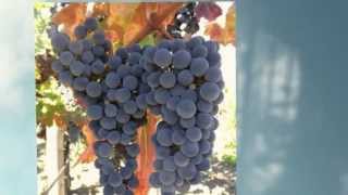 preview picture of video 'TourVin's Featured October winery -The Tudal Winery, Napa Valley'
