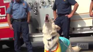 Service dog gets a special treat for his birthday