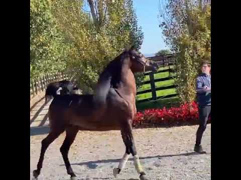 by EKS ALKHANDRO 🪄🎗🥇