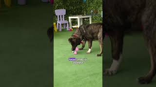 #PetStory: Lola, cățelușa de la bloc #digi24