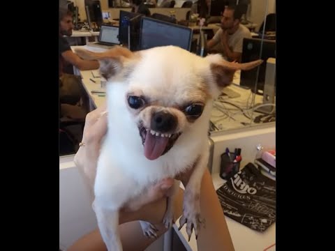 Dubi the psycho Chihuahua