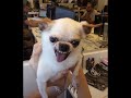 Dubi the psycho Chihuahua