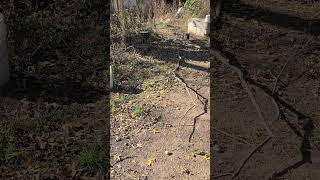 Video preview image #1 German Shepherd Dog Puppy For Sale in KANSAS CITY, MO, USA