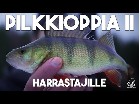Pilkkioppia II -  Harrastajille