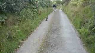 preview picture of video 'More walking on a Welsh country lane'