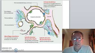 Histología del sistema respiratorio: complejo alveolar