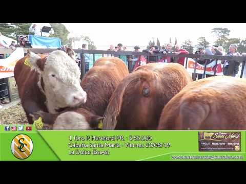 23-08-19 - Venta de Toros P. Hereford PR. - Cabaña Santa María - La Dulce