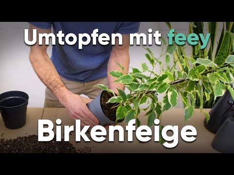 Wie topfe ich eine Birkenfeige um? - Umtopfen mit feey