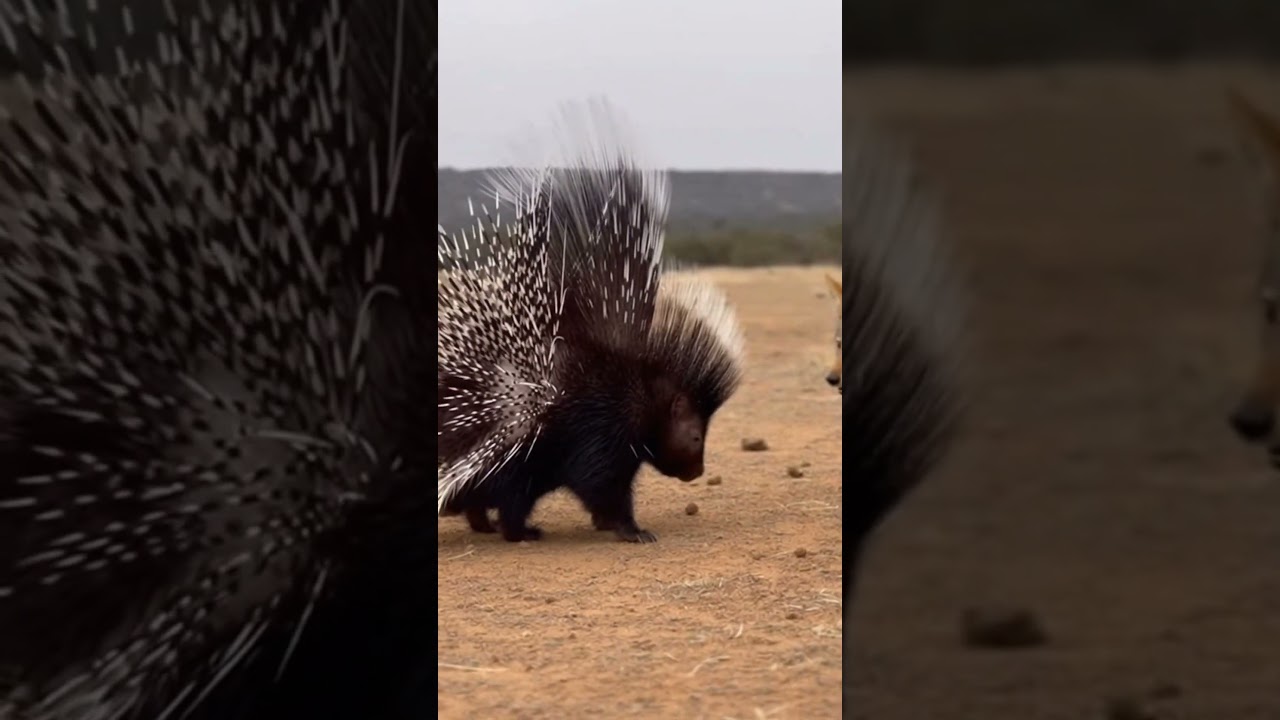 Spiky Defense Activated! Porcupine vs Hungry Jackal 😱🦔🐺#PorcupinePower #WildEncounter #AnimalDefense