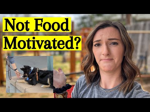 My Dog Isn't Food Motivated